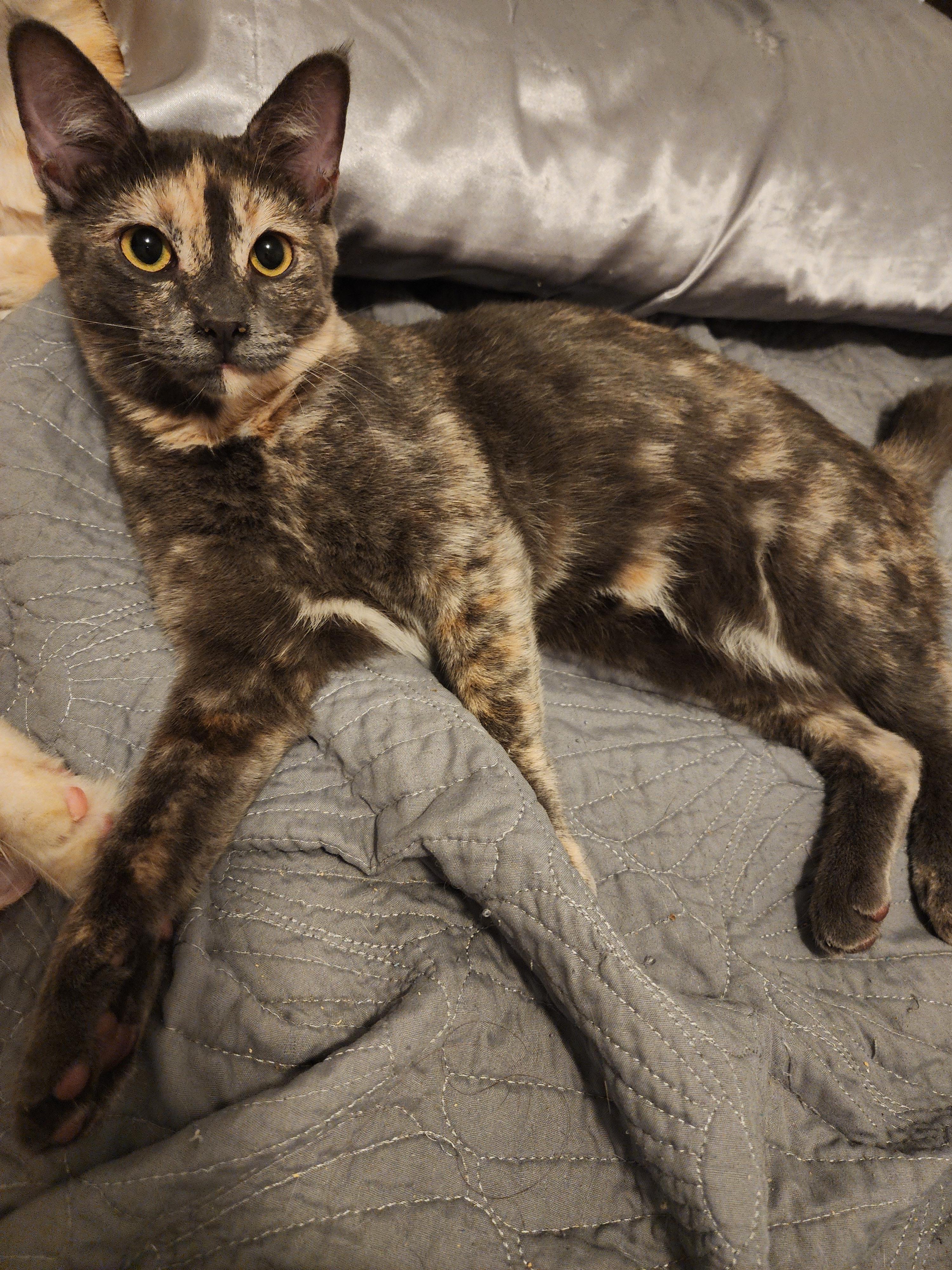 Toffee, Young Female Domestic Short Hair