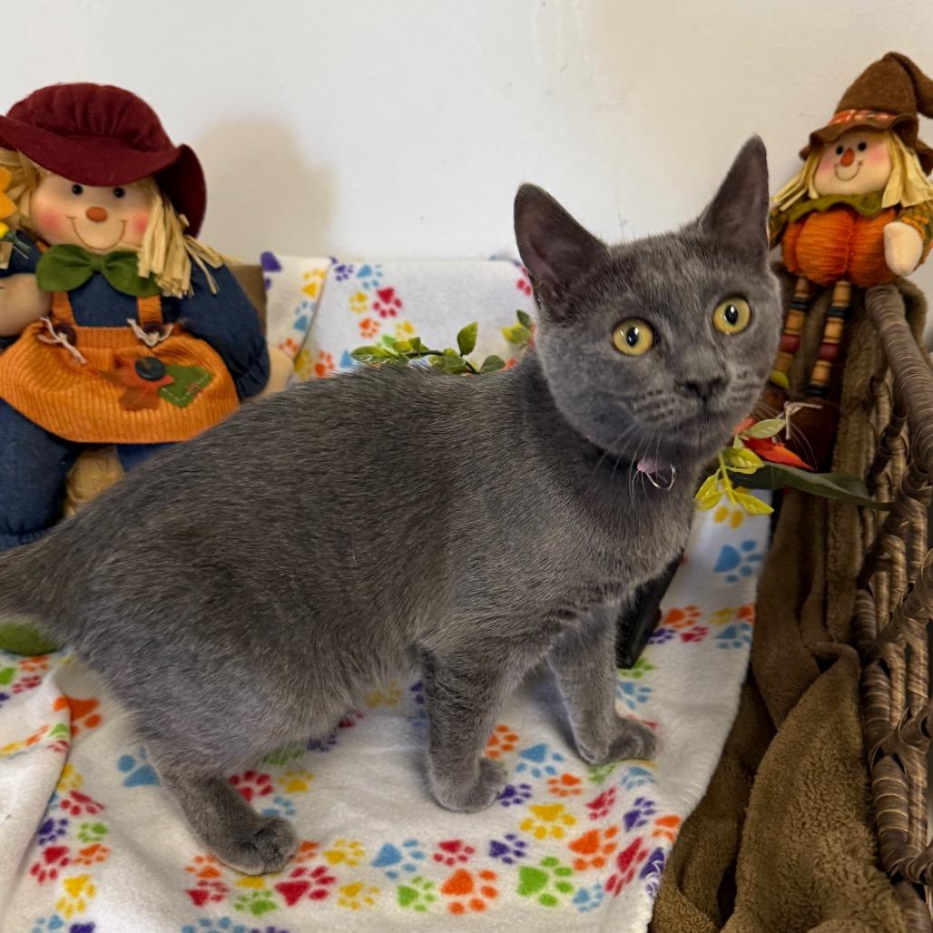 Amanda, Adoptable, Young Female Domestic Short Hair.