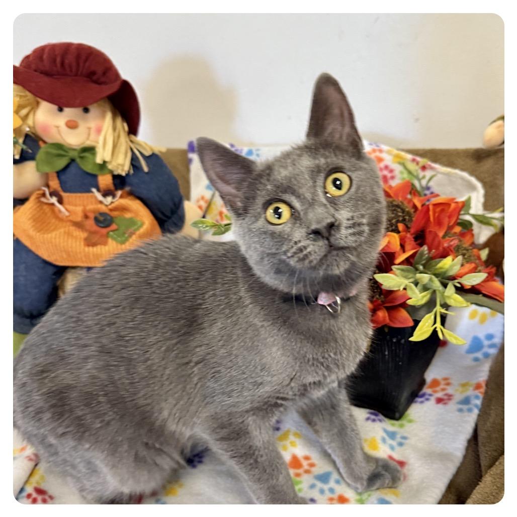 Amanda, a Adoptable Domestic Short Hair in Houston, TX image 2/2