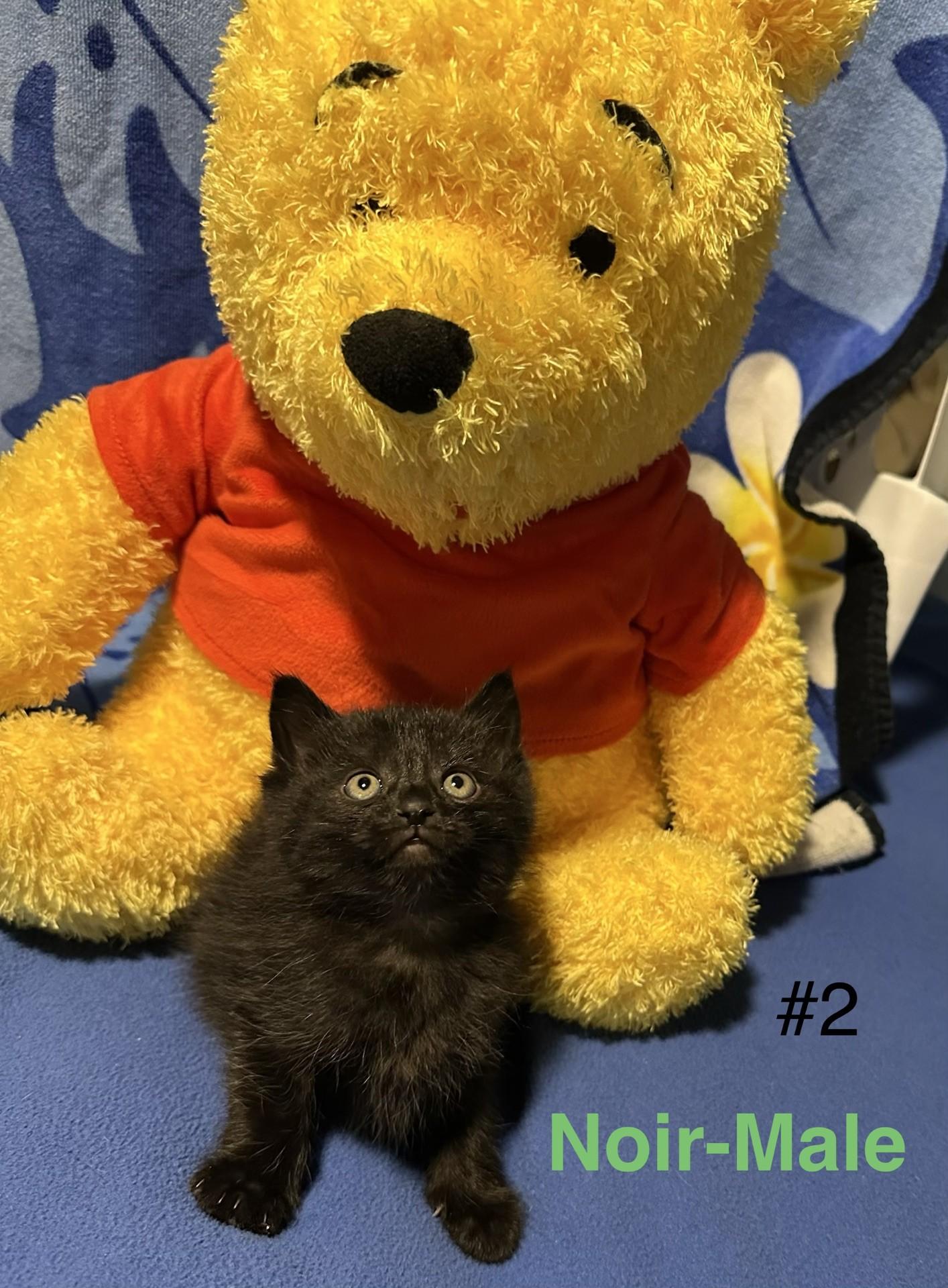 Noir, adopted, Kitten Male Domestic Medium Hair.