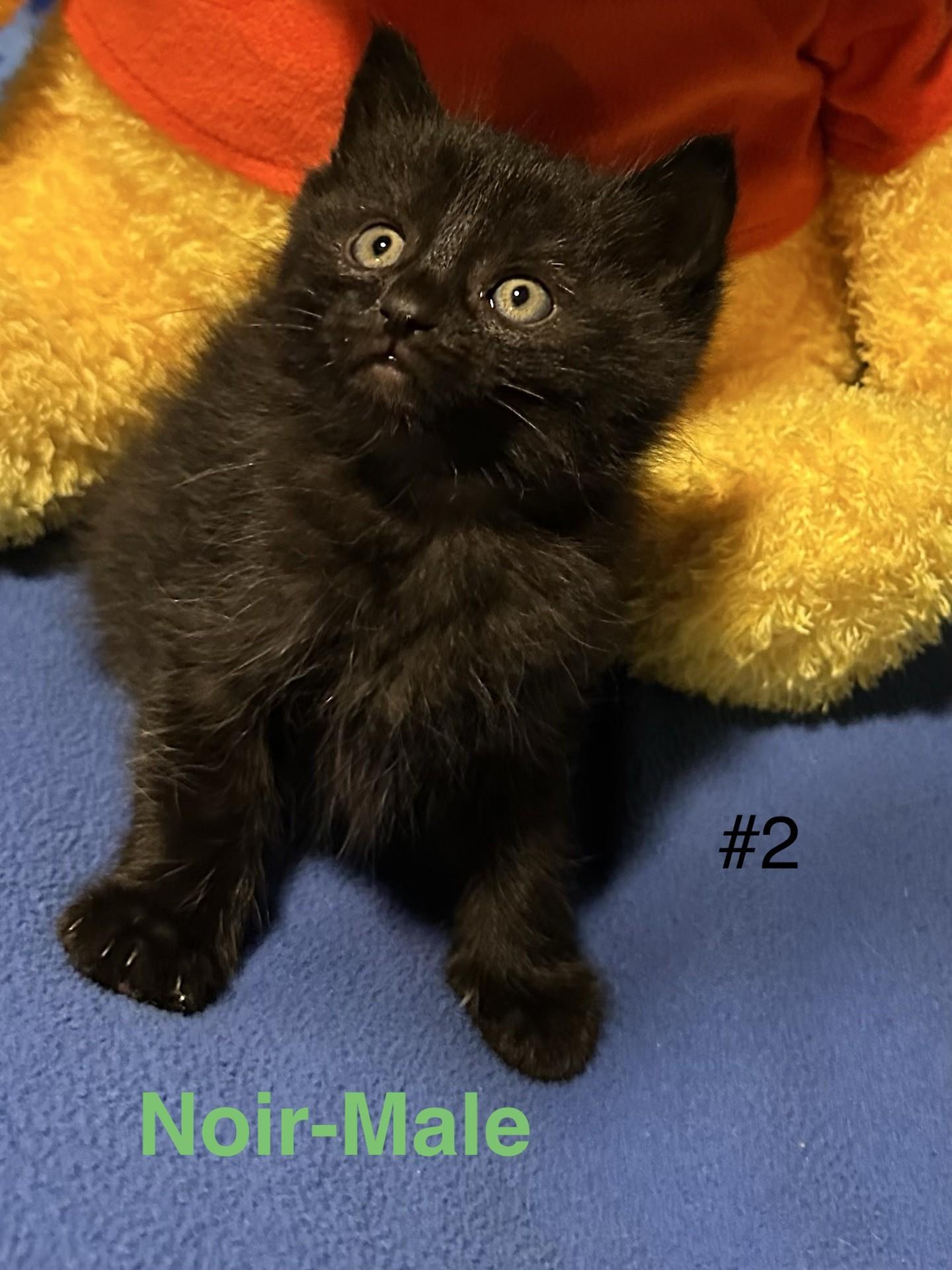 Noir, an adopted Domestic Medium Hair in Reno, NV image 2/3