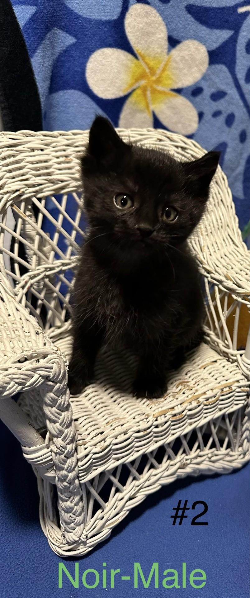 Noir, an adopted Domestic Medium Hair in Reno, NV image 3/3