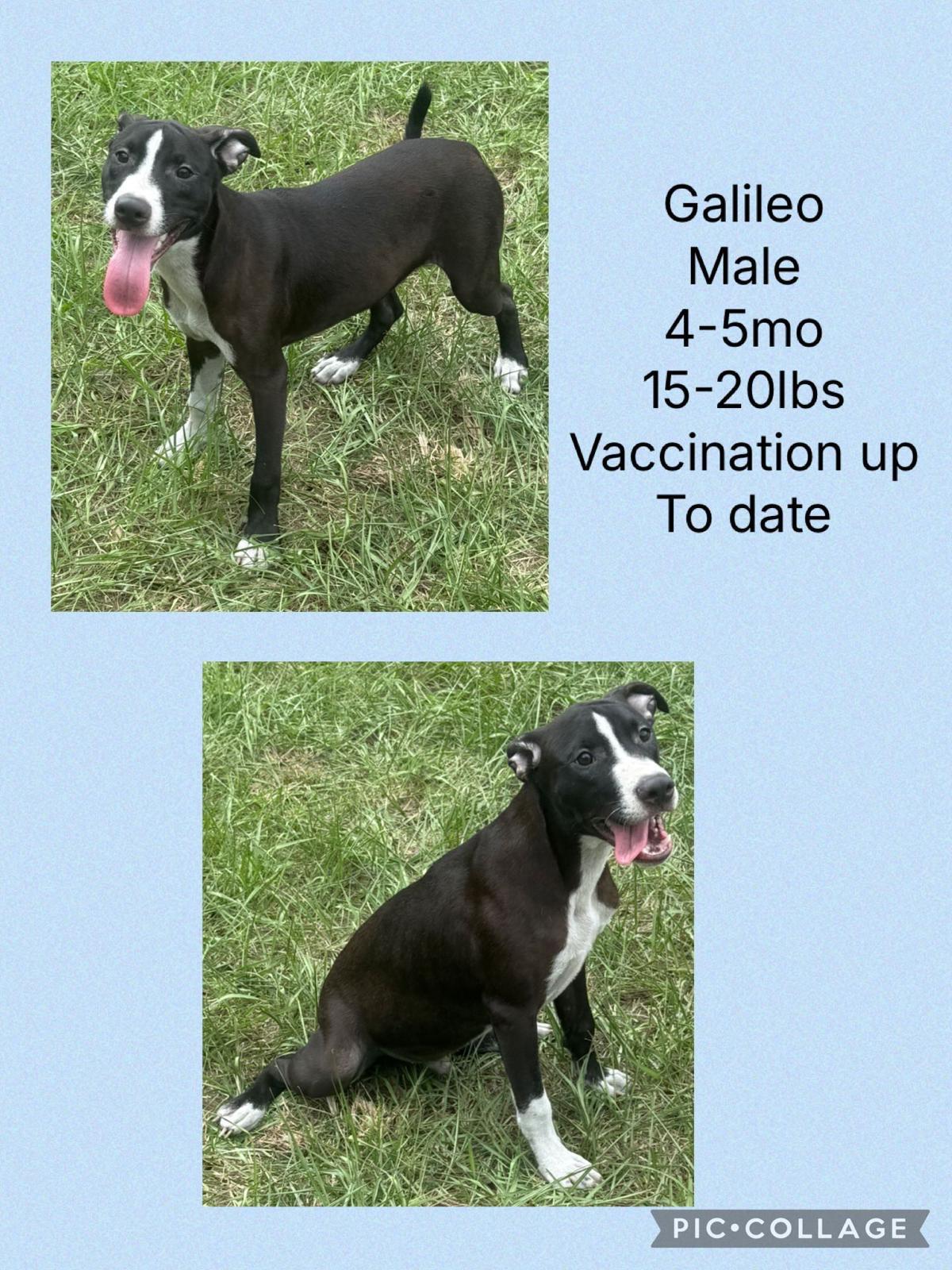 Enlarge Galileo, a Adoptable mixed breed in Virginia Beach, VA image 1/3