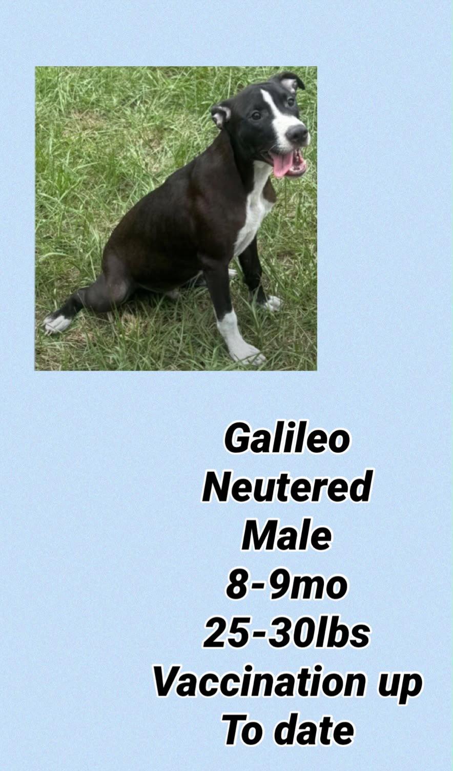 Enlarge Galileo, a Adoptable mixed breed in Virginia Beach, VA image 2/3