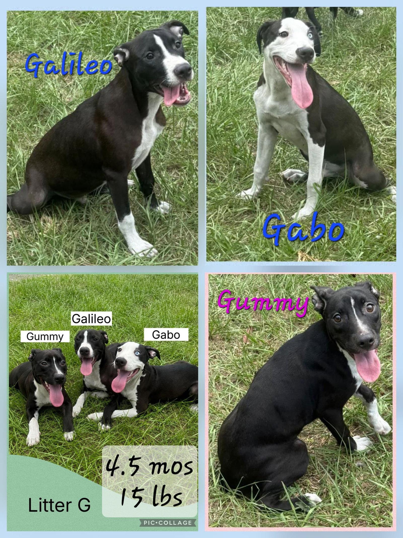 Enlarge Galileo, a Adoptable mixed breed in Virginia Beach, VA image 3/3