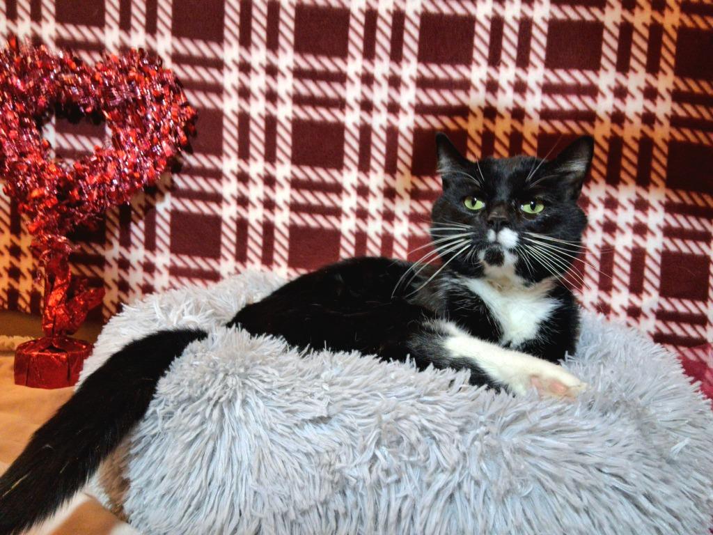 KODIAK, Adopted, Adult Male Domestic Short Hair.