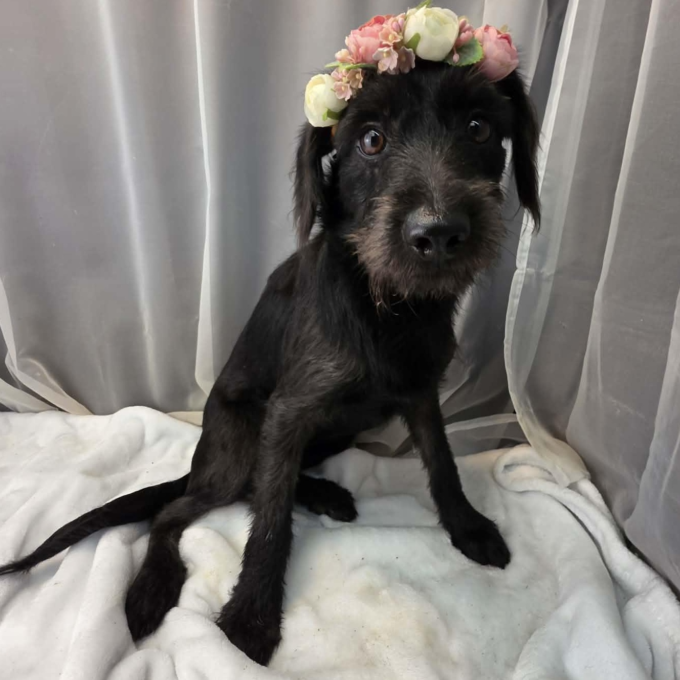 Kolbie, a Adoptable mixed breed in Jackson, MI image 2/6
