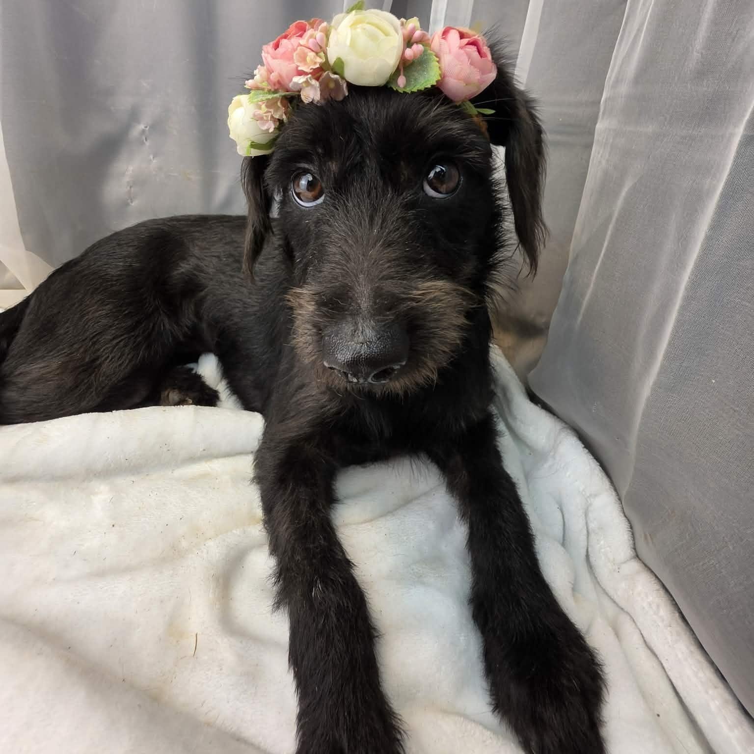 Kolbie, a Adoptable mixed breed in Jackson, MI image 4/6