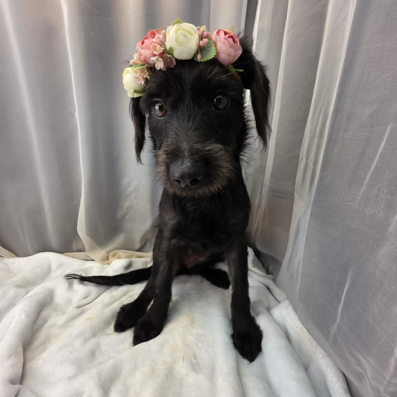 Kolbie, a Adoptable mixed breed in Jackson, MI image 5/6
