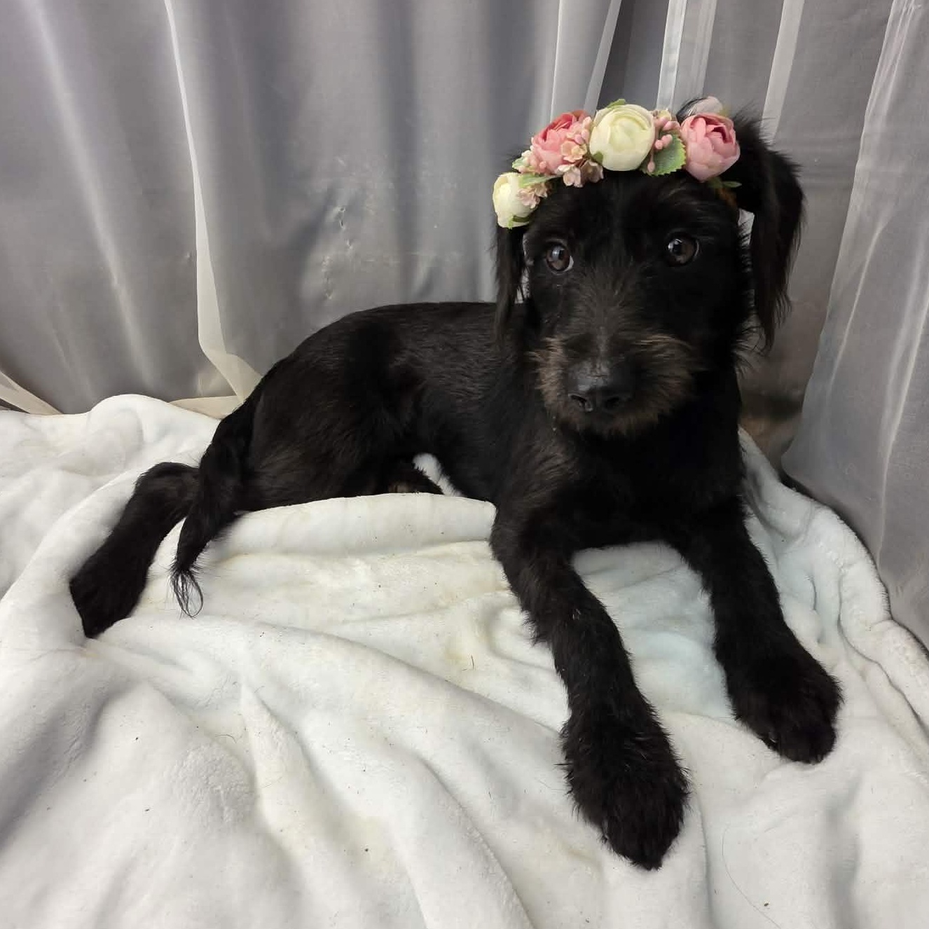 Kolbie, a Adoptable mixed breed in Jackson, MI image 6/6