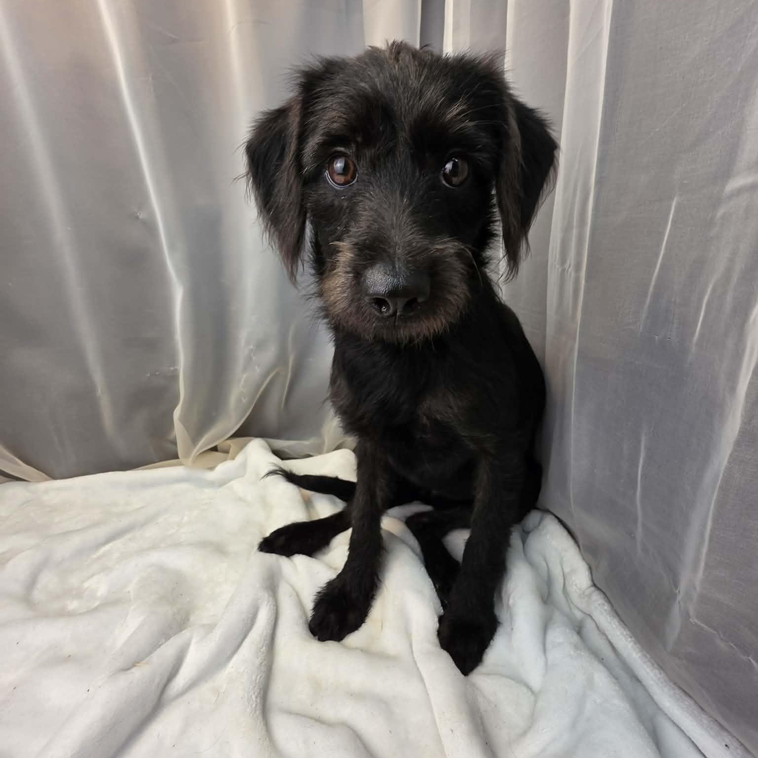 Kolbie, a Adoptable mixed breed in Jackson, MI image 3/6
