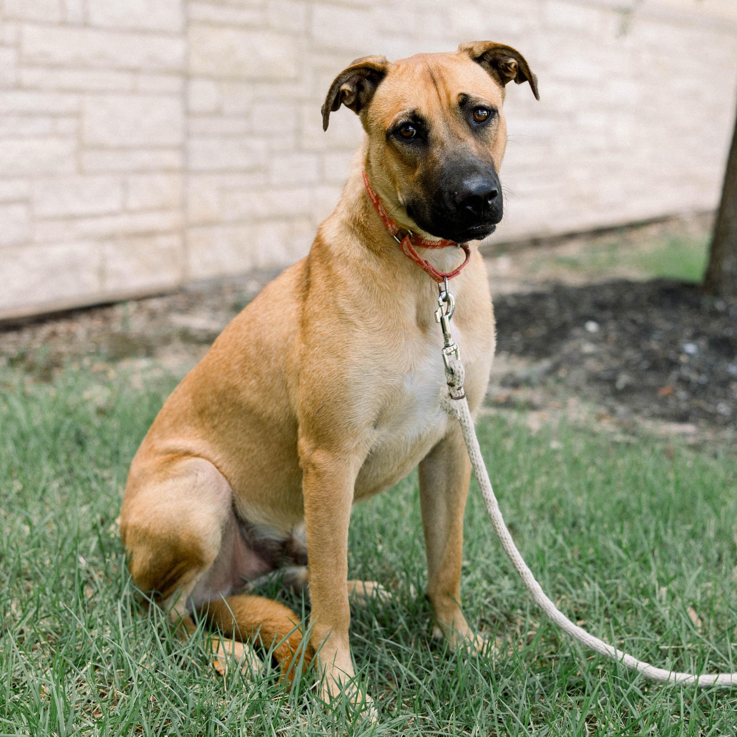 Billy, Adoptable, Young Male Great Dane & Anatolian Shepherd.