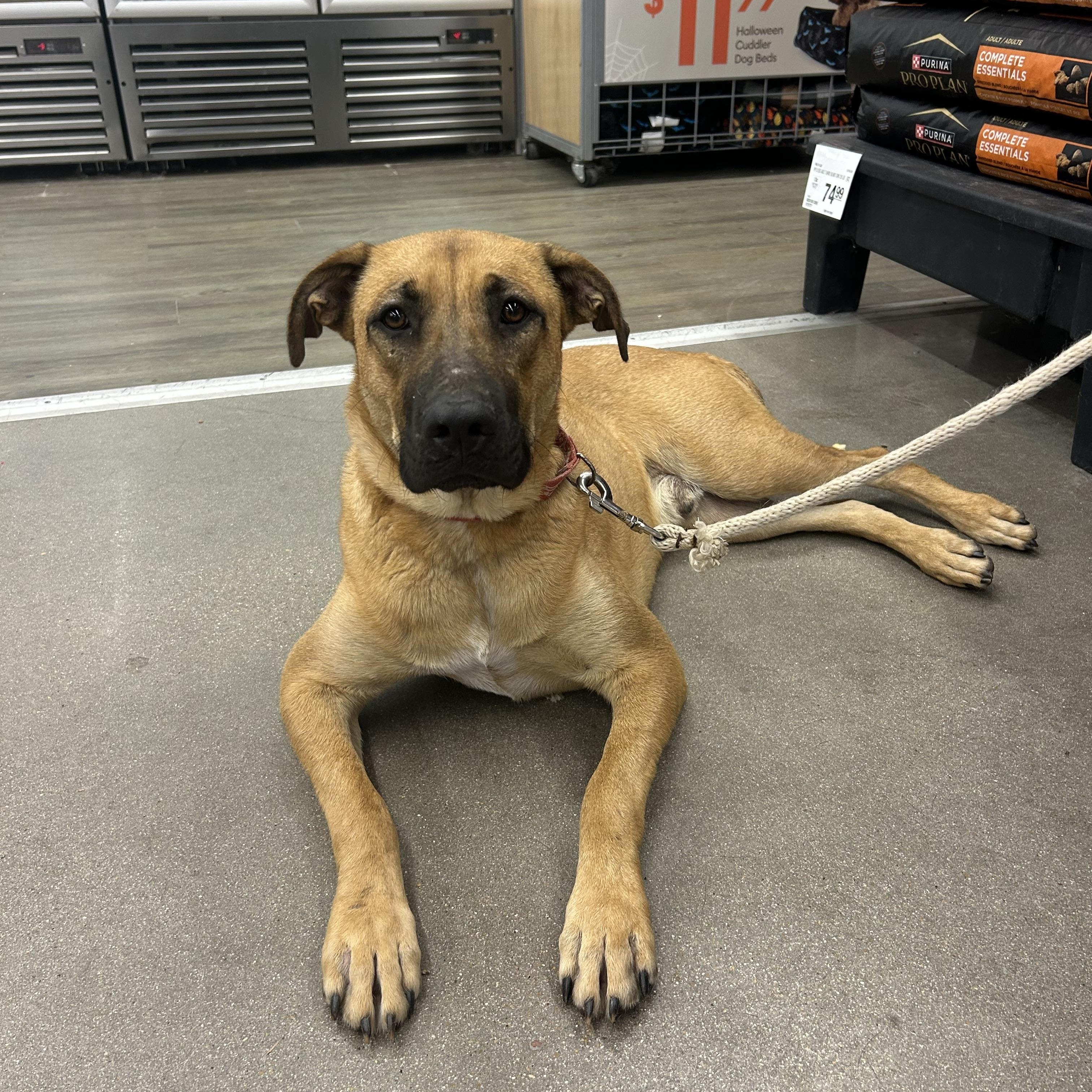 Billy, adoptable, Young Male German Shepherd Dog & Great Dane.