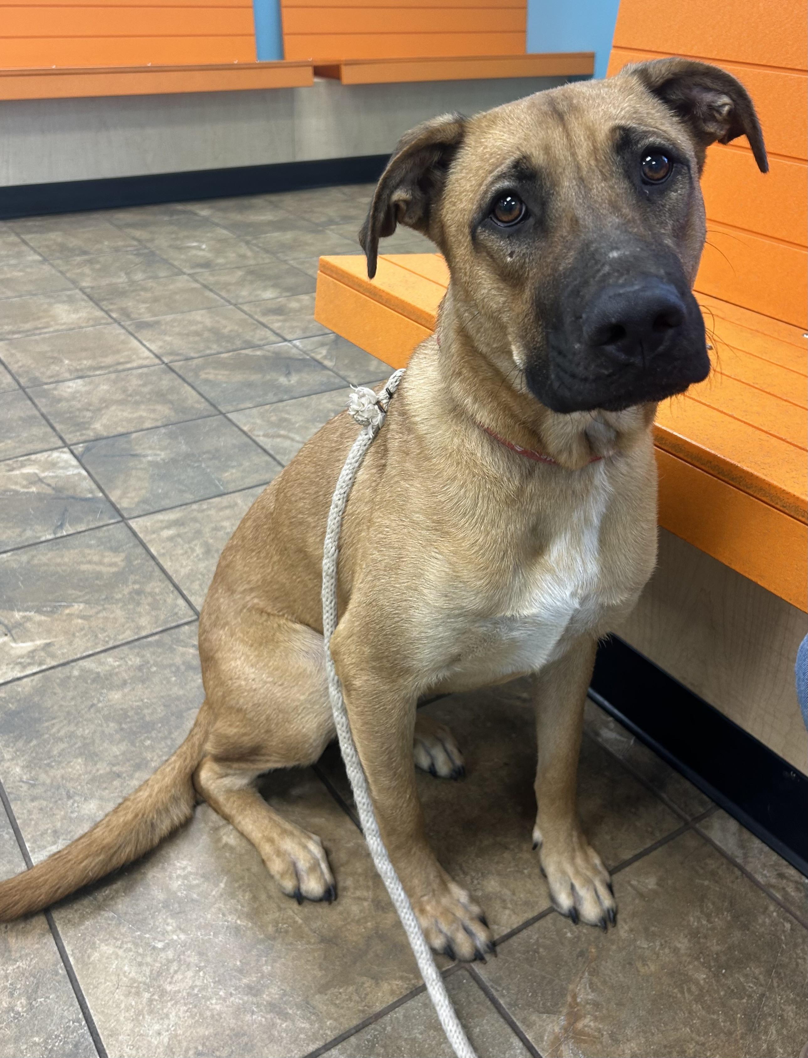 Enlarge Billy, an adoptable mixed breed in Bryan, TX image 2/2