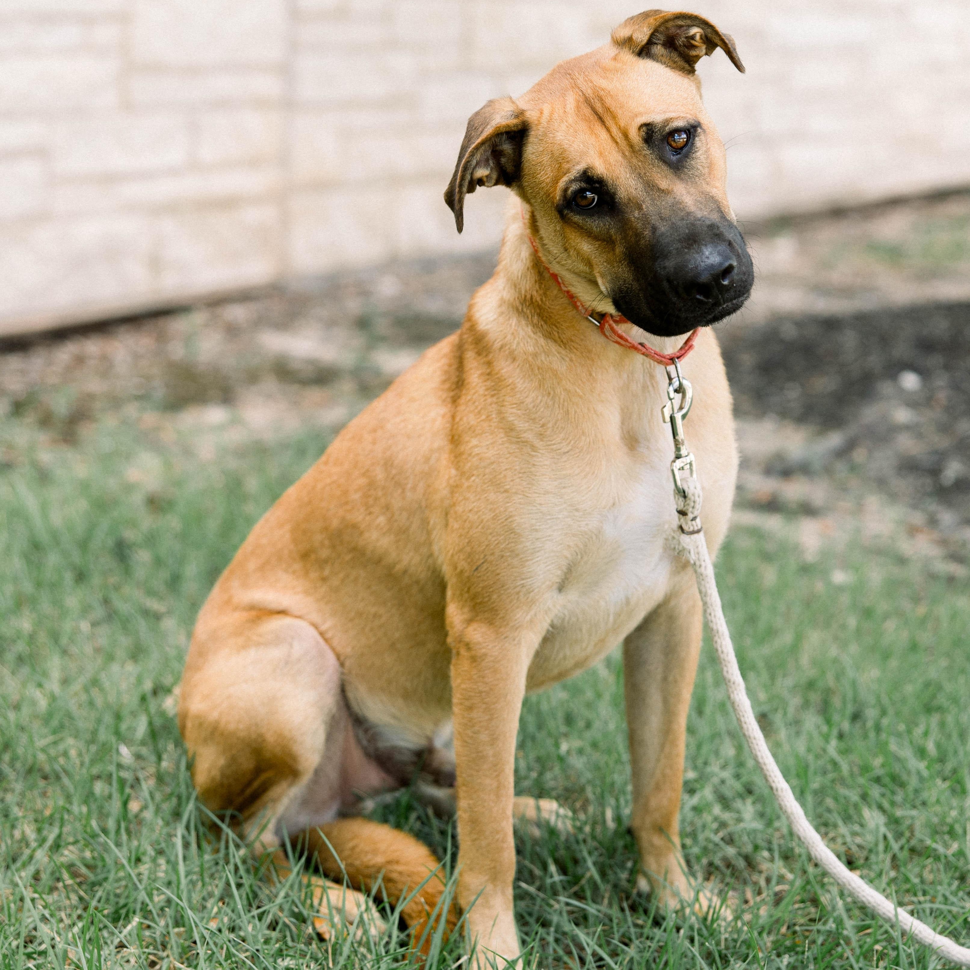 Enlarge Billy, a Adoptable mixed breed in Bryan, TX image 4/4