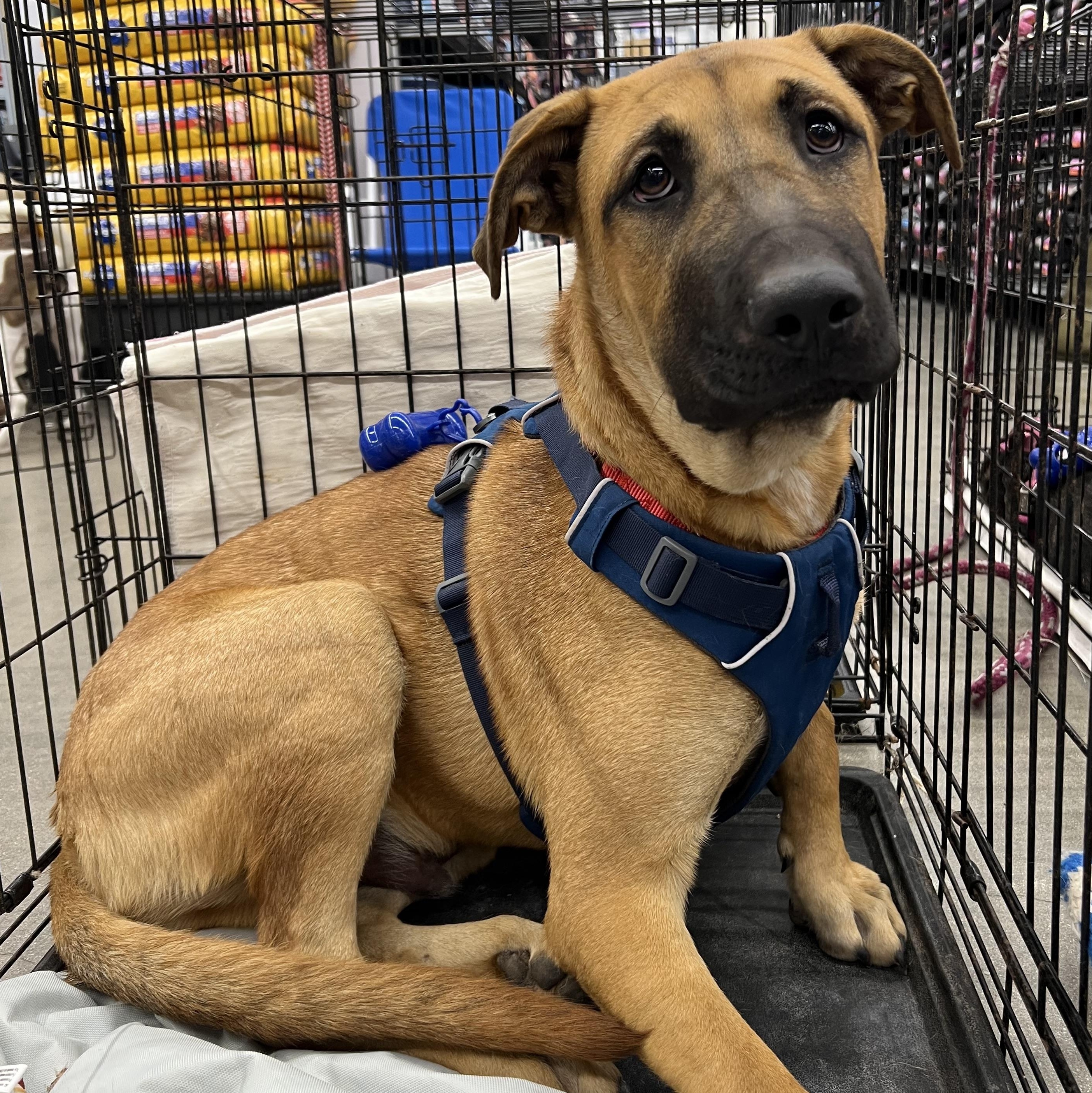 Enlarge Billy, a Adoptable Shepherd in Bryan, TX image 1/1
