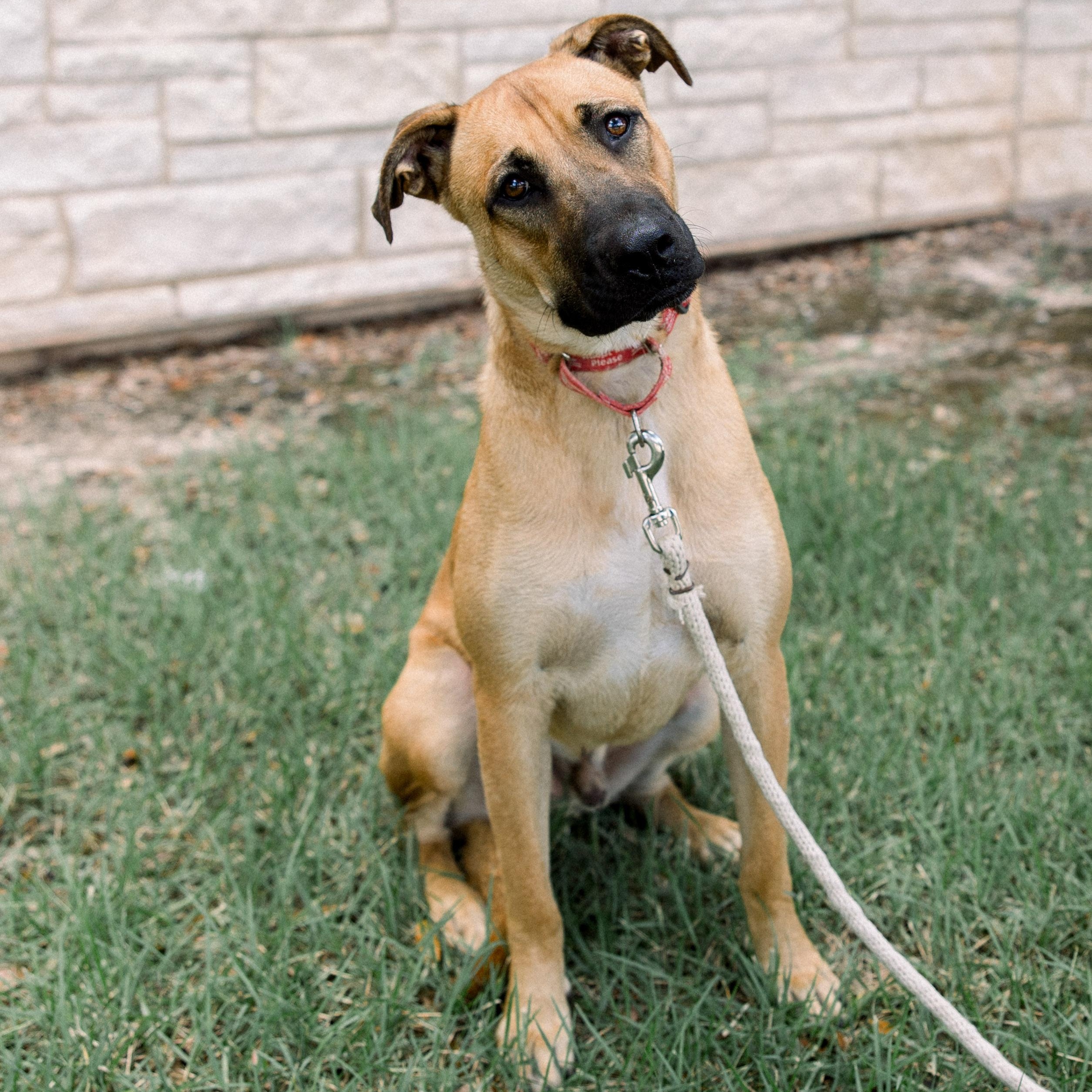 Enlarge Billy, a Adoptable mixed breed in Bryan, TX image 3/4