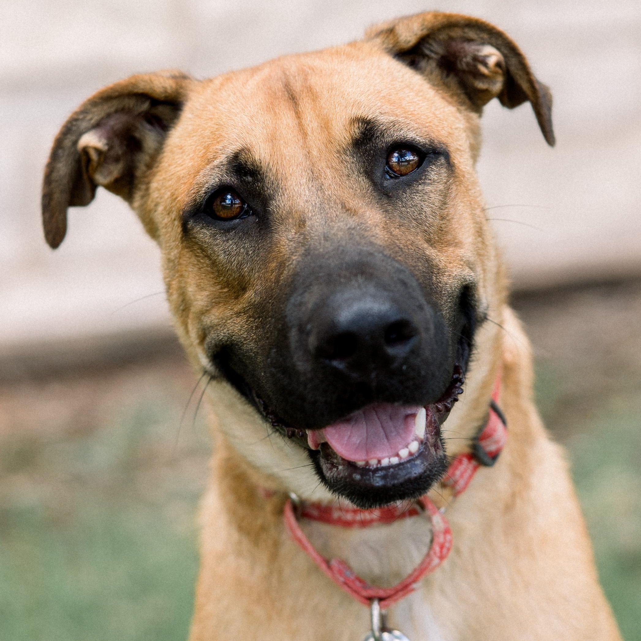 Enlarge Billy, a Adoptable mixed breed in Bryan, TX image 2/4