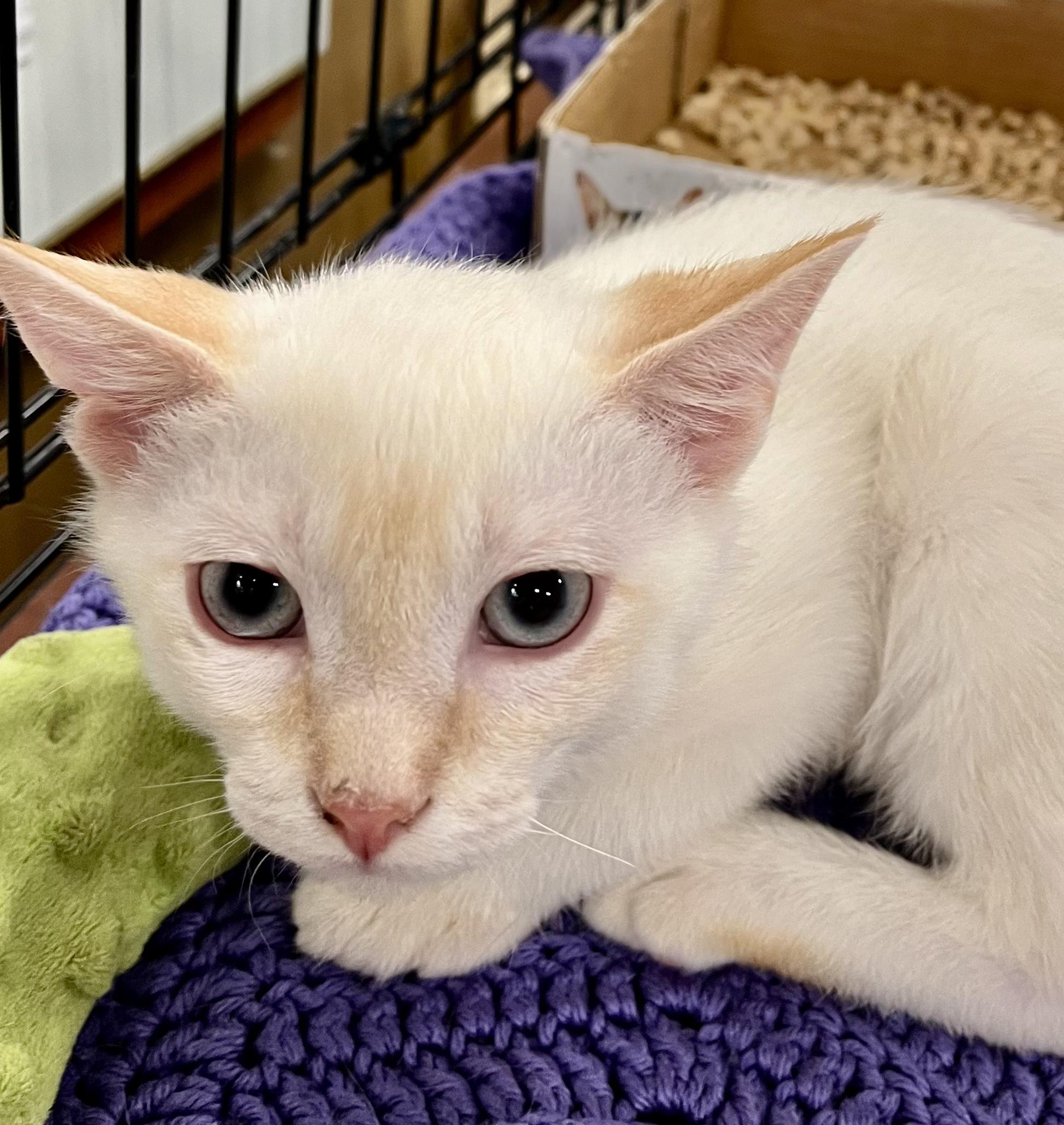 Linus along with his siblings was rescued from a life outside by a good Samaritan This is a sweet 