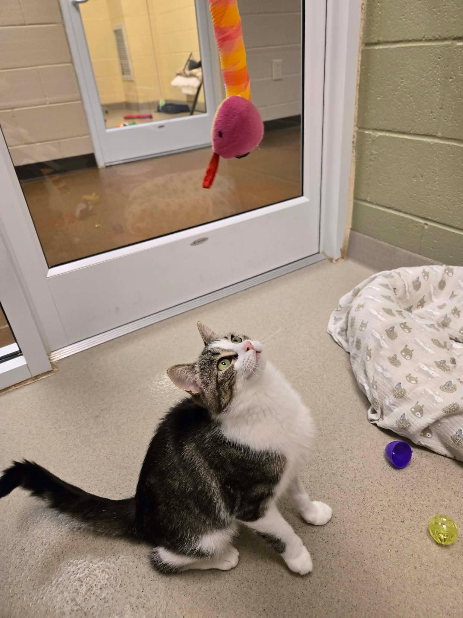 Enlarge Kitty Diana, a ADOPTABLE Domestic Short Hair in Newland, NC image 3/4