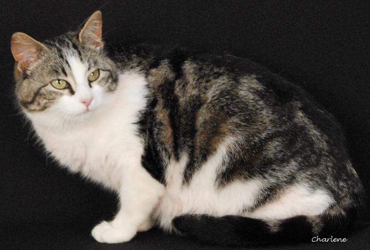 Kitty Diana, ADOPTABLE, Adult Female Domestic Short Hair.