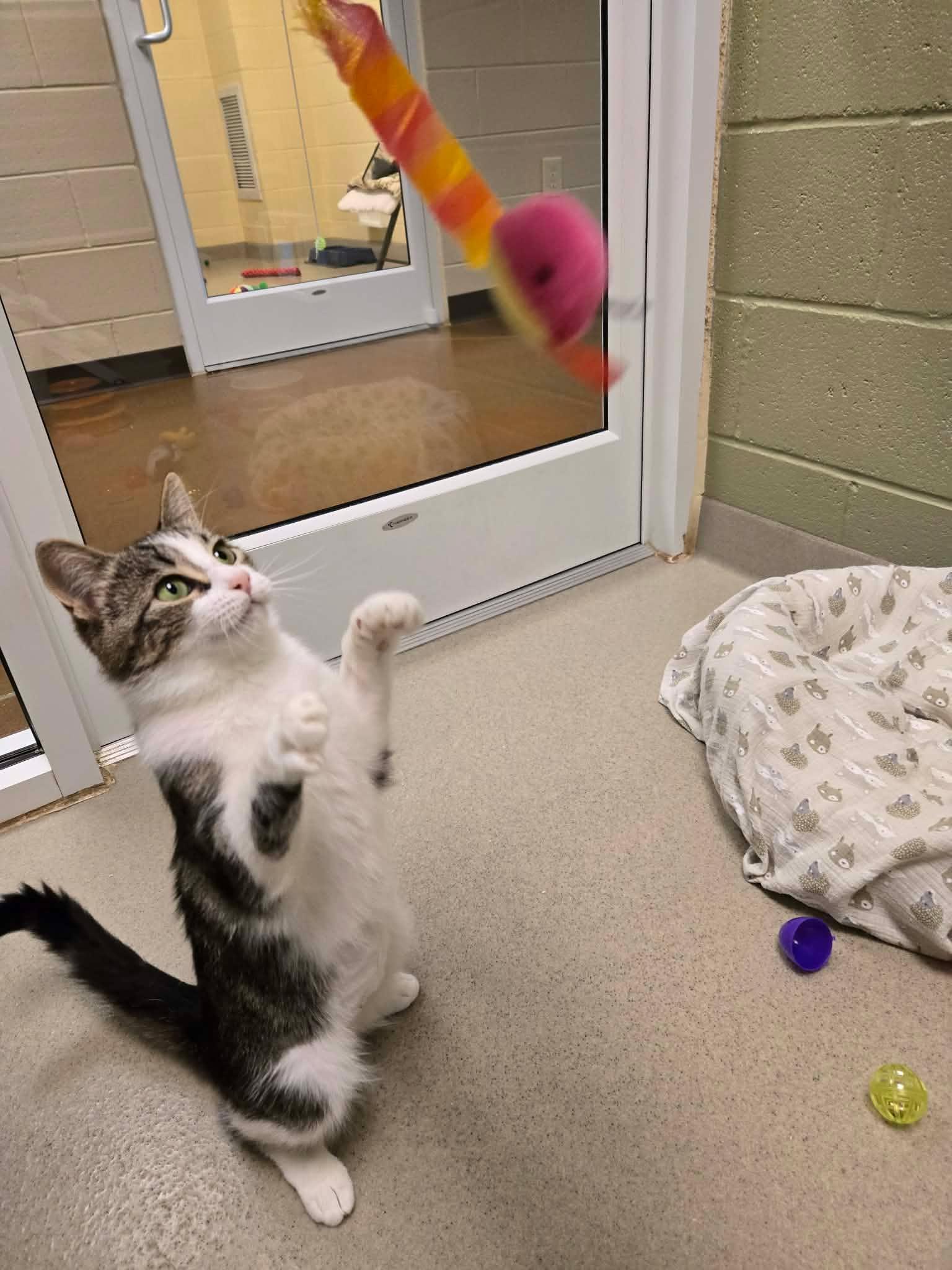 Enlarge Kitty Diana, a ADOPTABLE Domestic Short Hair in Newland, NC image 2/4