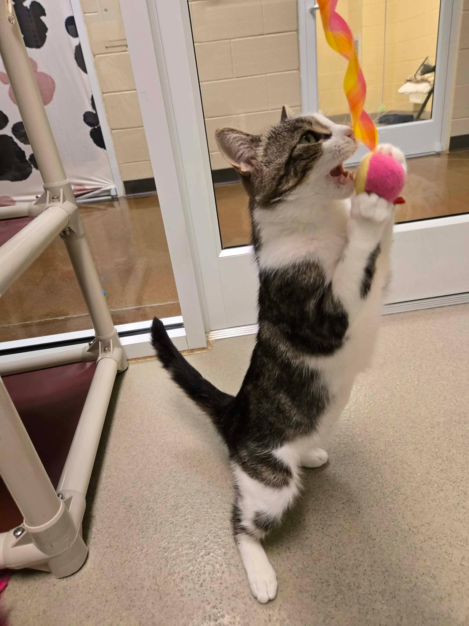 Enlarge Kitty Diana, a ADOPTABLE Domestic Short Hair in Newland, NC image 4/4