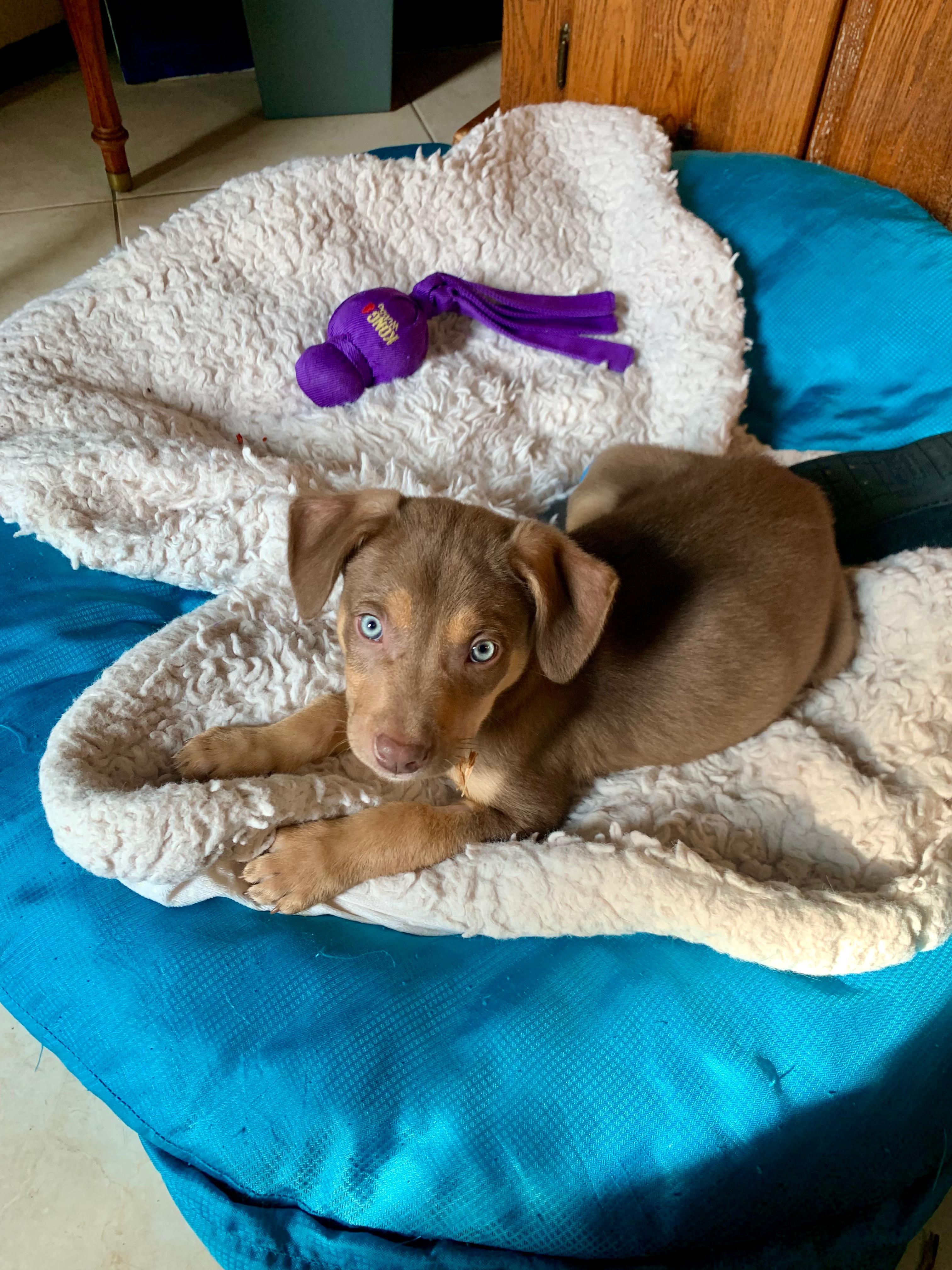 Enlarge Snickers, a Adopted mixed breed in Discovery Bay, CA image 1/2
