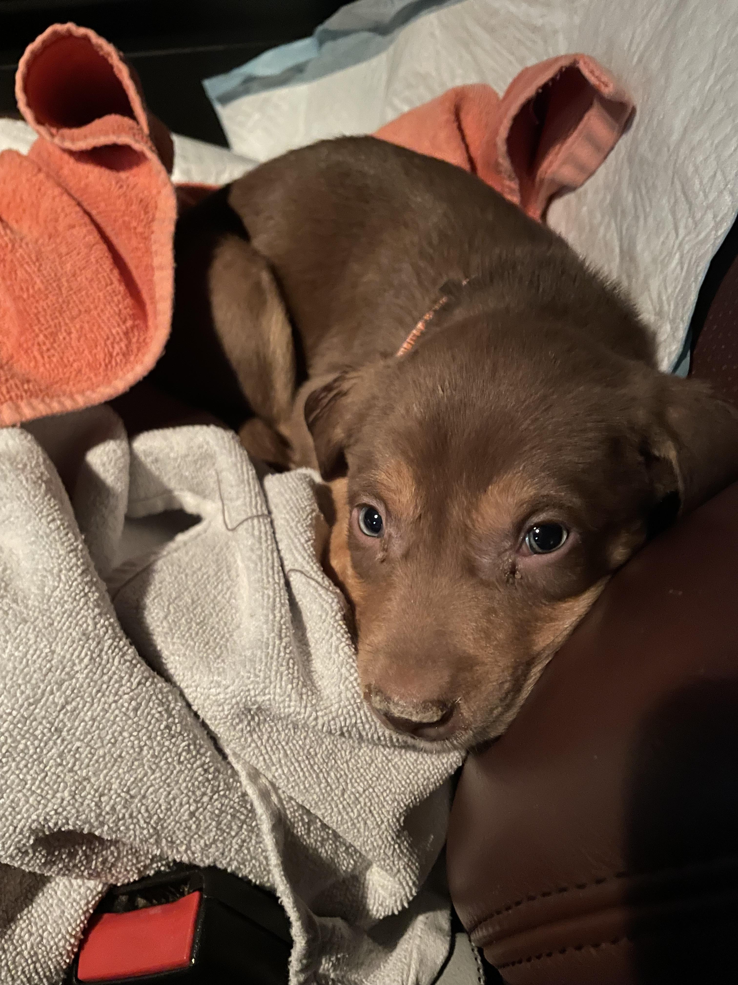 Enlarge Snickers, a Adopted mixed breed in Discovery Bay, CA image 2/2