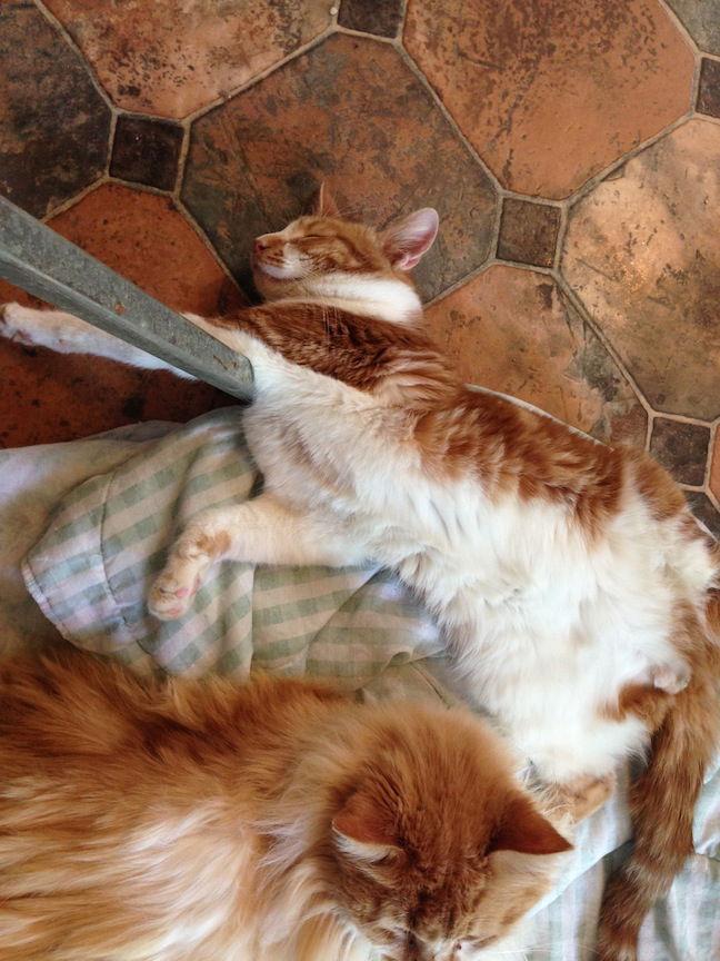 Enlarge Butterscotch, a Adoptable Tabby in Littlerock, CA image 1/1