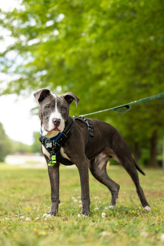 Roland, Adoptable, Young Male Mixed Breed.