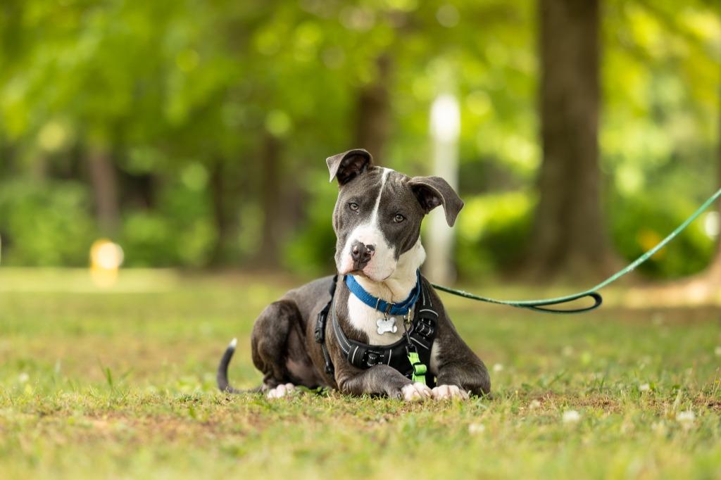 Roland, Adoptable, Young Male Mixed Breed.