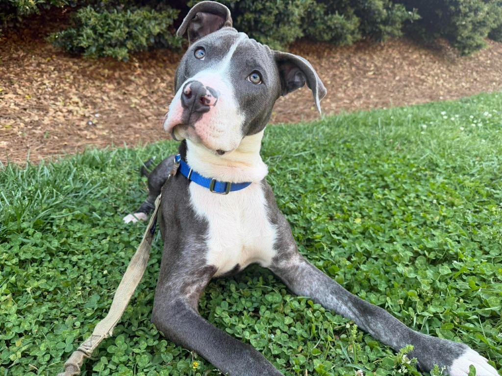 Enlarge Roland, a Adoptable mixed breed in Raleigh, NC image 2/6