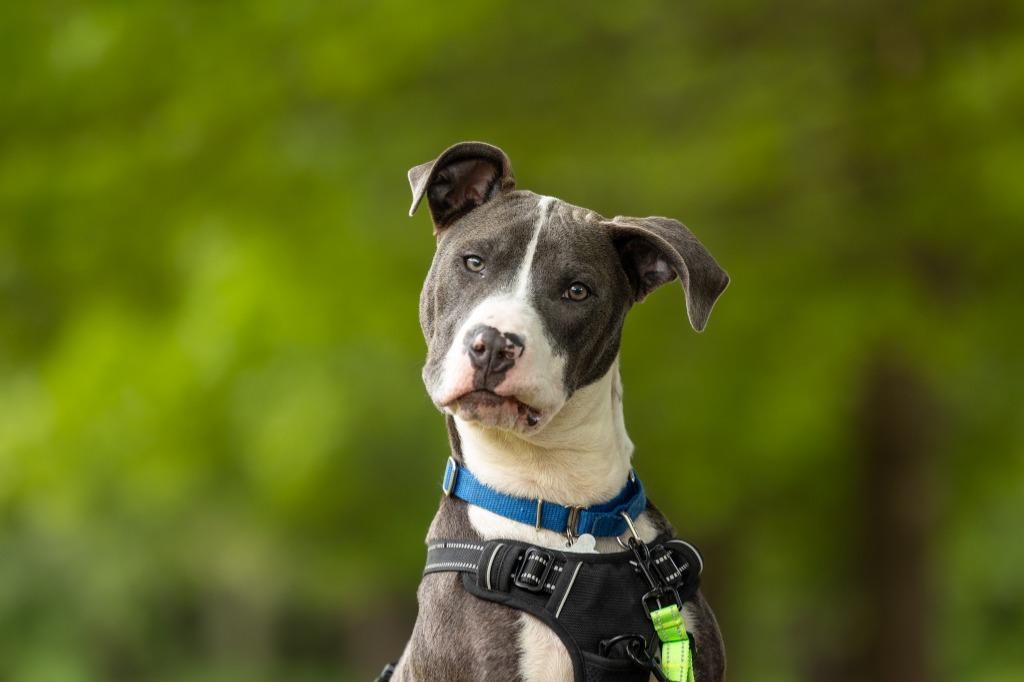 Enlarge Roland, a Adoptable mixed breed in Raleigh, NC image 3/6