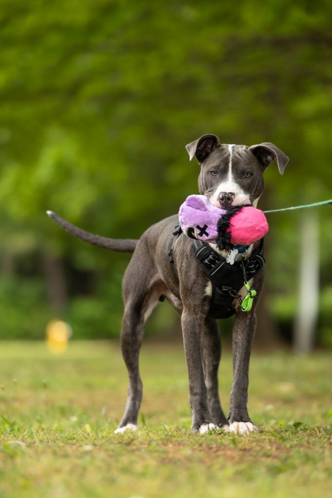Enlarge Roland, a Adoptable mixed breed in Raleigh, NC image 4/6