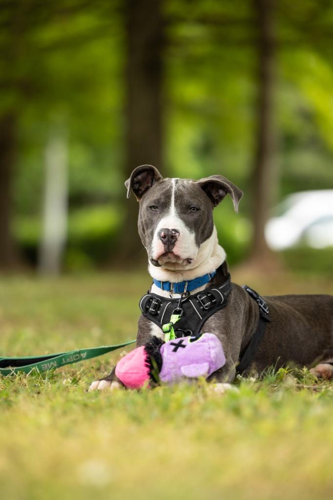 Enlarge Roland, a Adoptable mixed breed in Raleigh, NC image 4/6