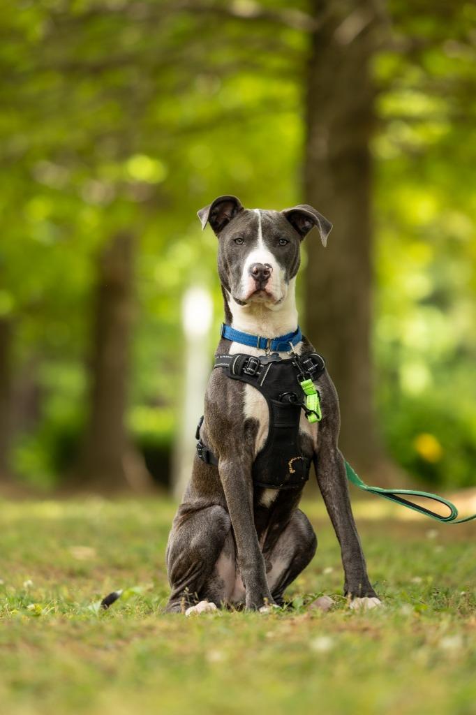 Enlarge Roland, a Adoptable mixed breed in Raleigh, NC image 6/6