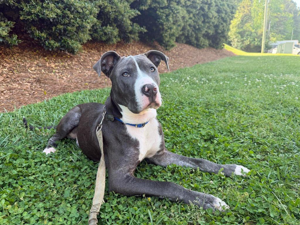 Enlarge Roland, a Adoptable mixed breed in Raleigh, NC image 5/6