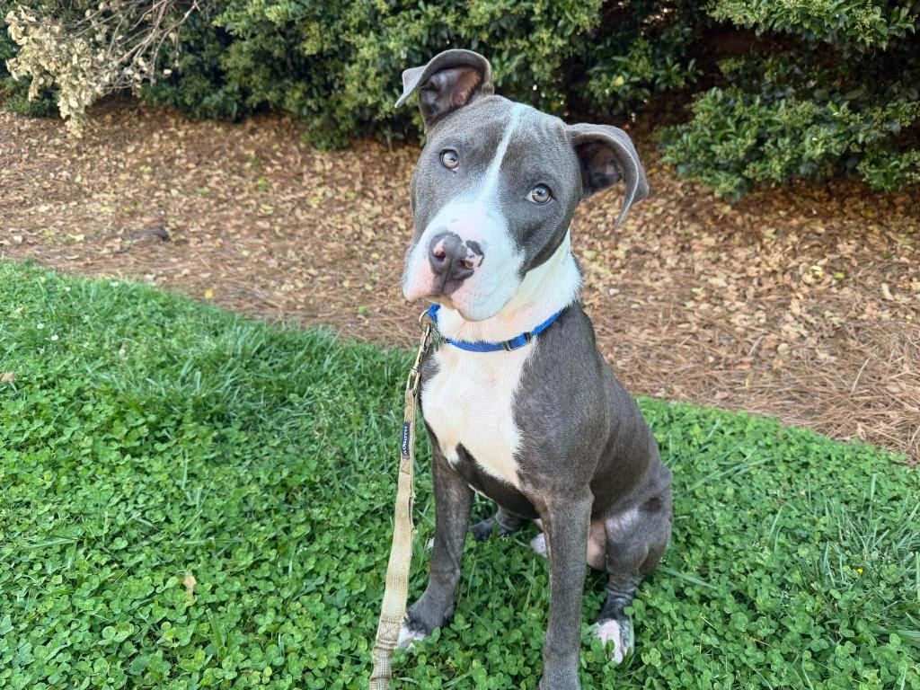 Enlarge Roland, a Adoptable mixed breed in Raleigh, NC image 6/6
