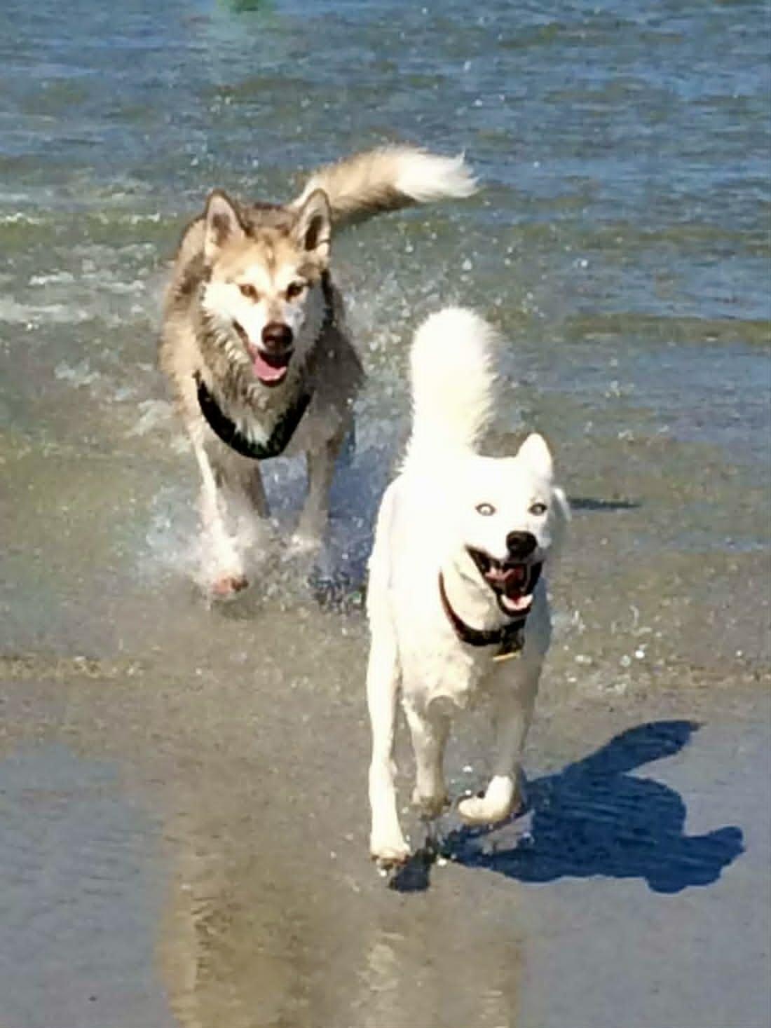 Brady, a ADOPTABLE Alaskan Malamute in New Smyrna Beach, FL image 3/3