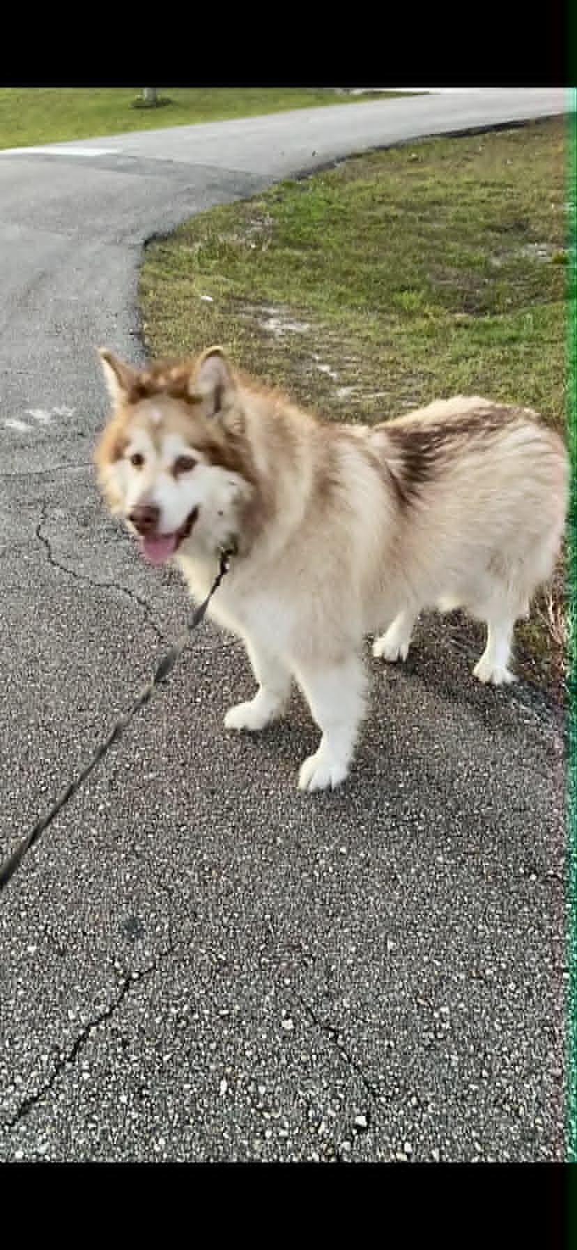 Brady, a ADOPTABLE Alaskan Malamute in New Smyrna Beach, FL image 2/3