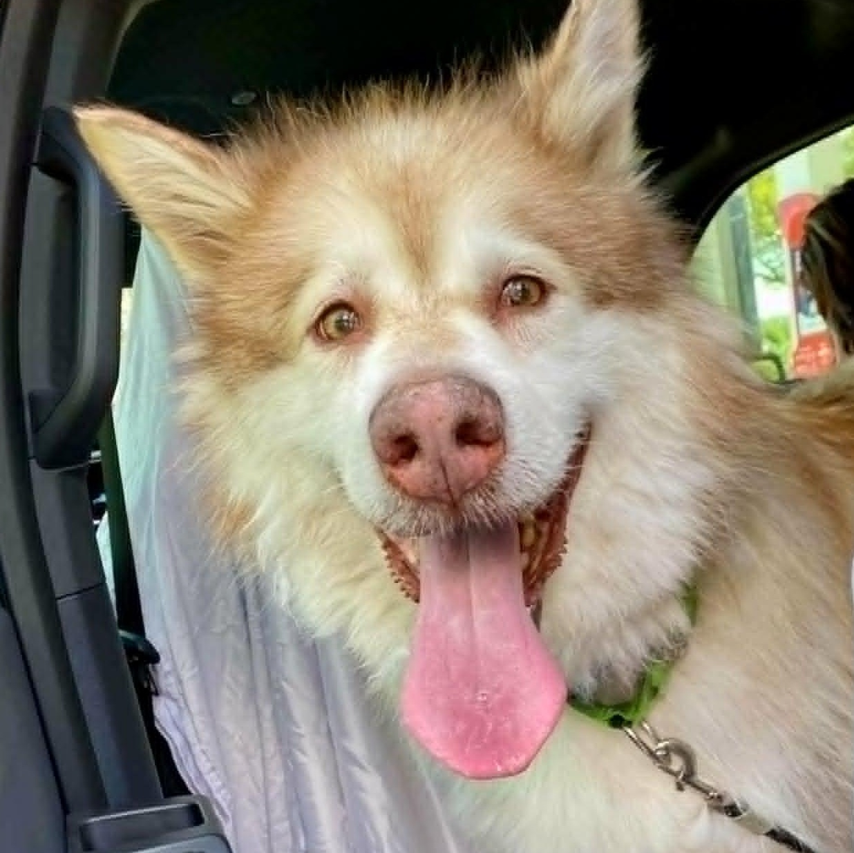 Brady, a ADOPTABLE Alaskan Malamute in New Smyrna Beach, FL image 1/3