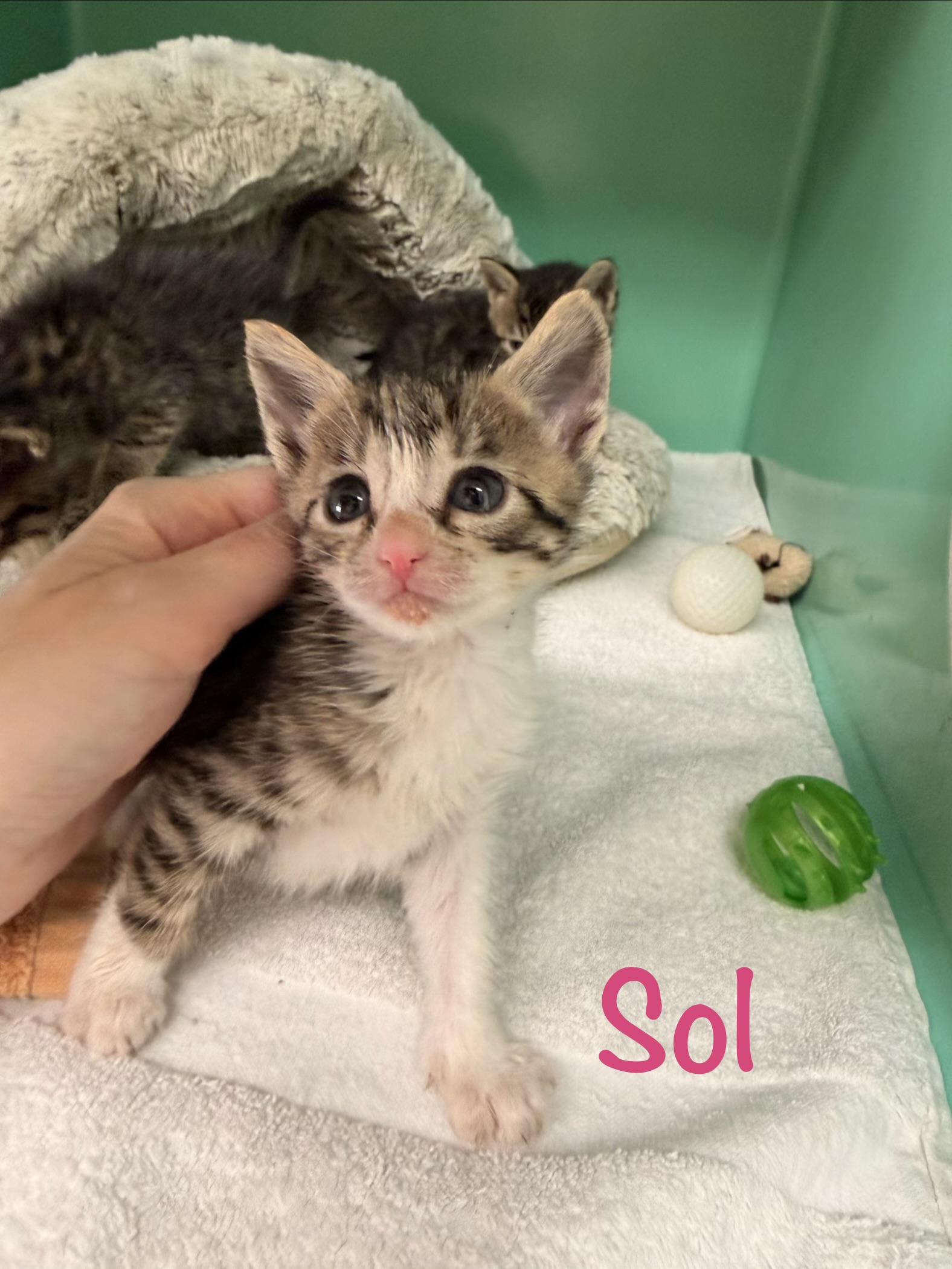 Sol, ADOPTABLE, Kitten Female Tabby.