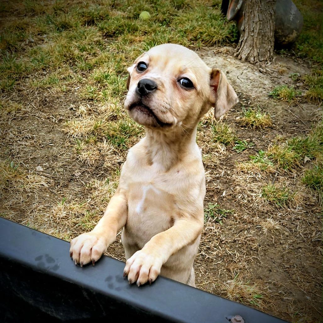 Katurah, ADOPTABLE, Young Female Yellow Labrador Retriever.