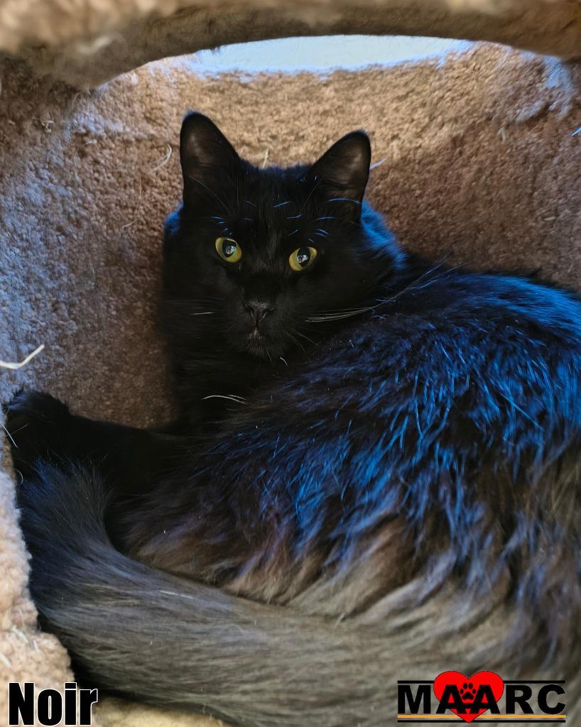 Noir, Adoptable, Adult Male Domestic Short Hair.
