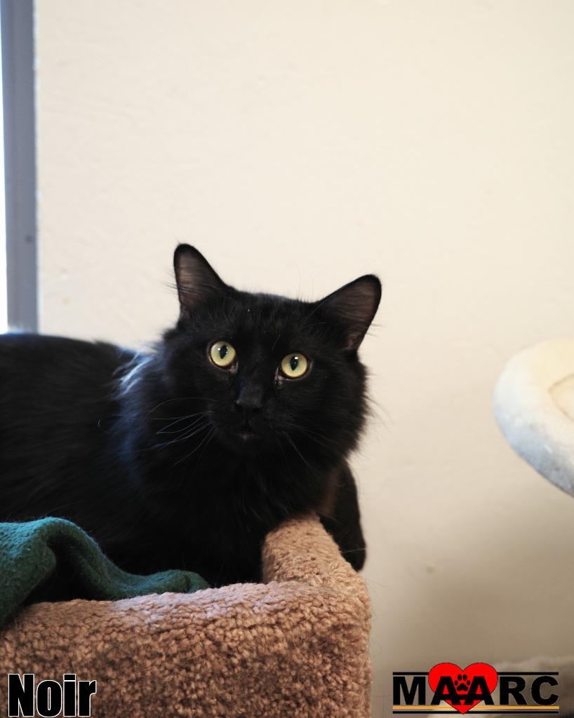 Enlarge Noir, a Adoptable mixed breed in Maryville, TN image 2/3