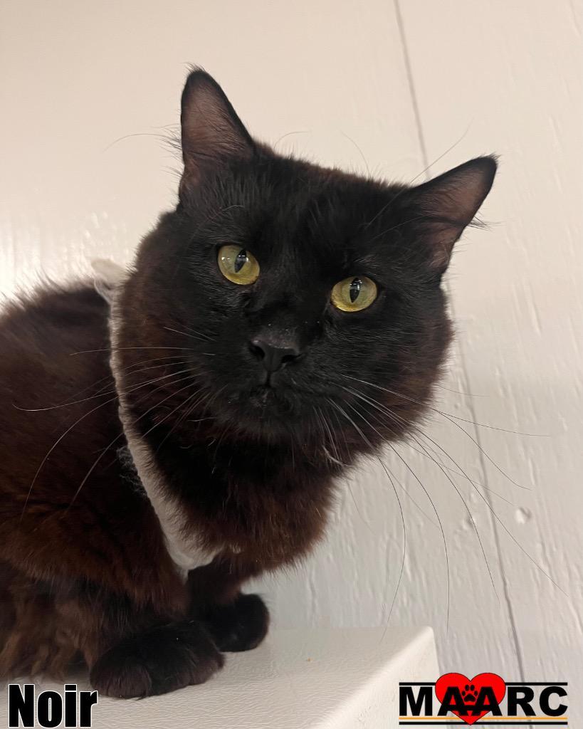 Enlarge Noir, a Adoptable mixed breed in Maryville, TN image 1/2