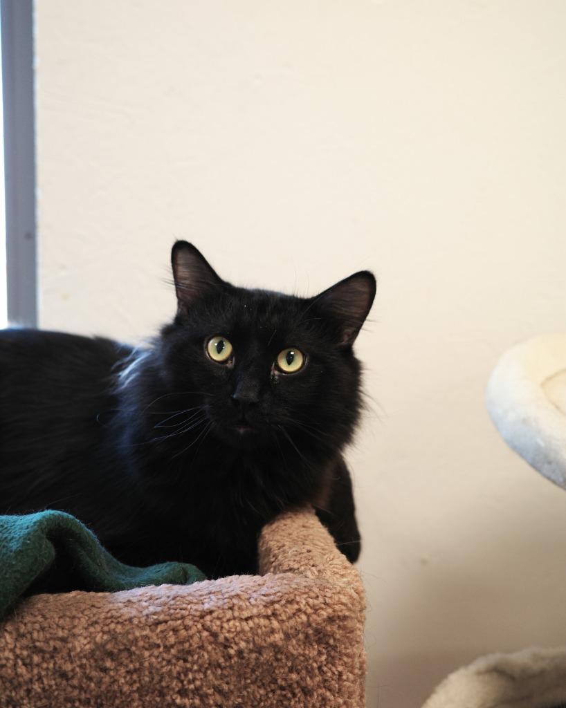 Enlarge Noir, a Adoptable mixed breed in Maryville, TN image 2/2