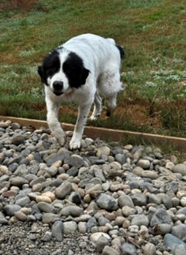 EVIE, an adoptable Great Pyrenees in Amboy, WA, 98601 | Photo Image 1