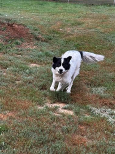 EVIE, an adoptable Great Pyrenees in Amboy, WA, 98601 | Photo Image 2